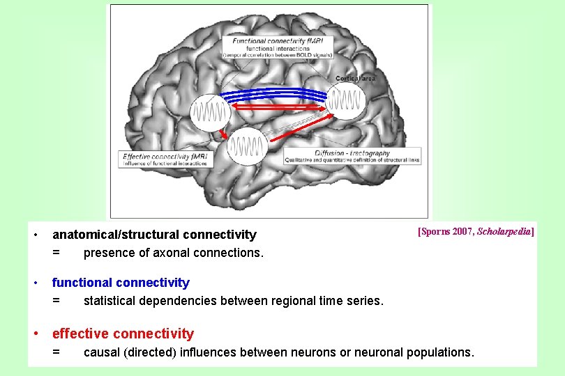  • anatomical/structural connectivity = presence of axonal connections. • functional connectivity = statistical