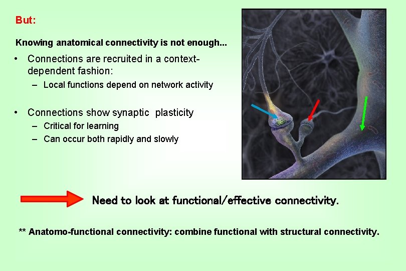 But: Knowing anatomical connectivity is not enough. . . • Connections are recruited in