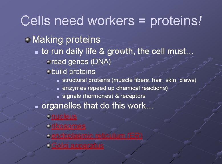 Cells need workers = proteins! Making proteins n to run daily life & growth,