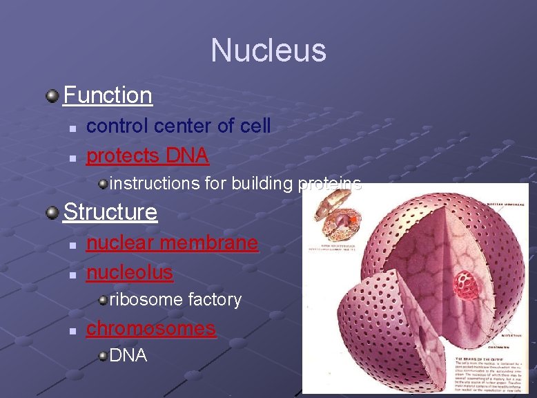 Nucleus Function n n control center of cell protects DNA instructions for building proteins