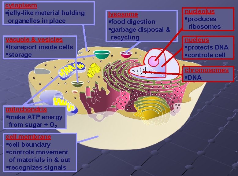 cytoplasm jelly-like material holding organelles in place vacuole & vesicles transport inside cells storage