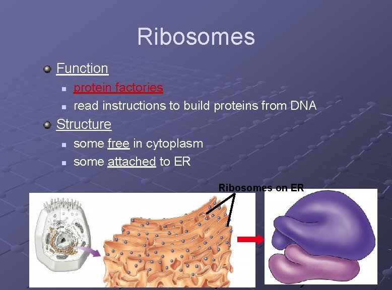 Ribosomes Function n n protein factories read instructions to build proteins from DNA Structure