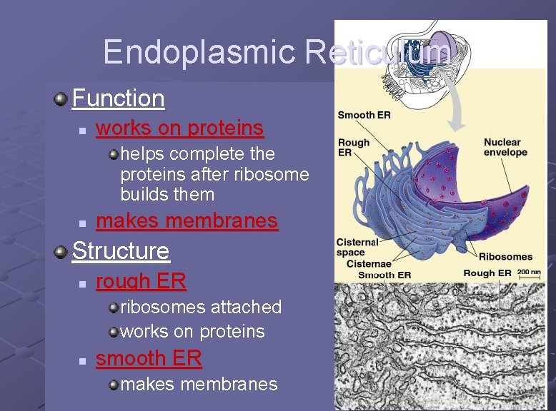 Endoplasmic Reticulum Function n works on proteins helps complete the proteins after ribosome builds