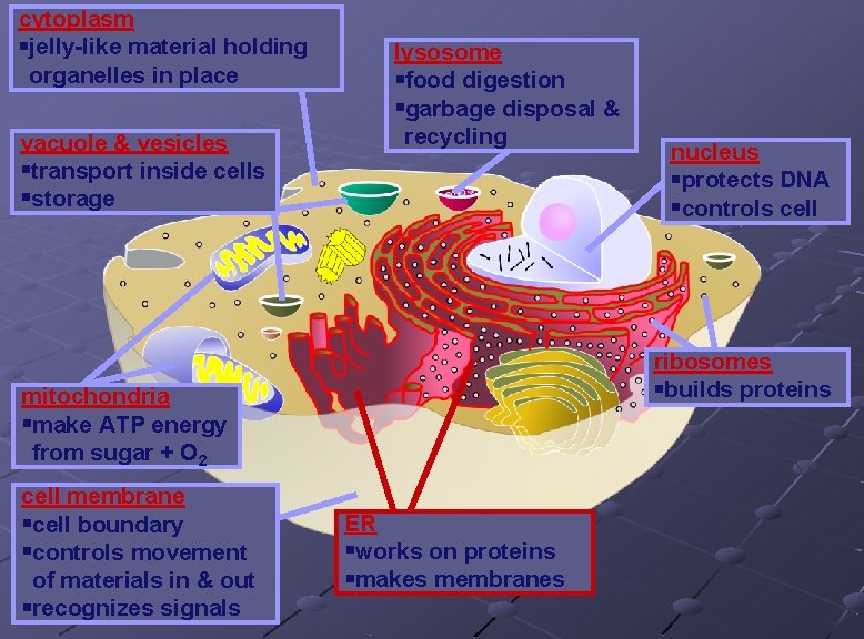 cytoplasm jelly-like material holding organelles in place vacuole & vesicles transport inside cells storage