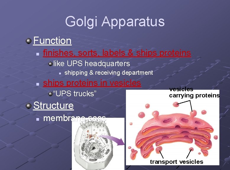 Golgi Apparatus Function n finishes, sorts, labels & ships proteins like UPS headquarters n