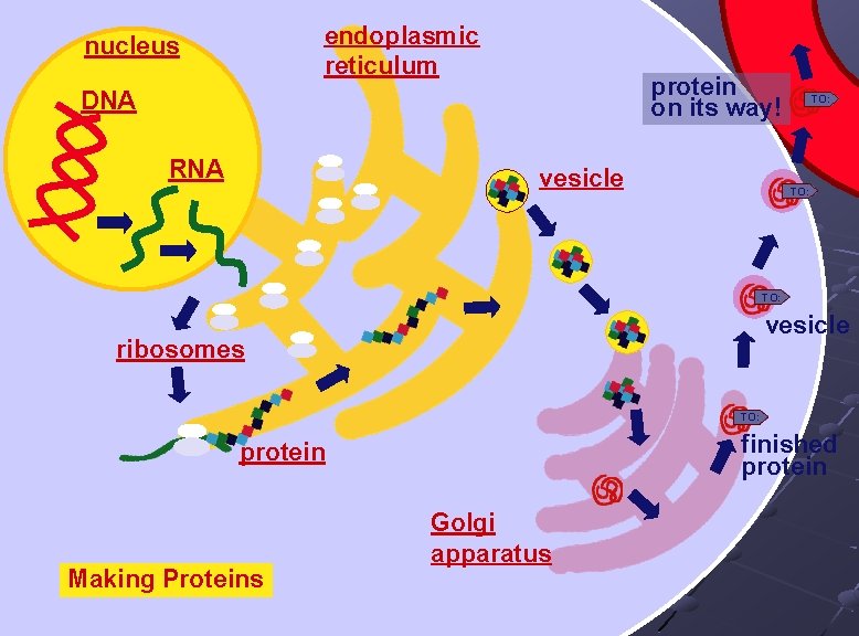 endoplasmic reticulum nucleus protein on its way! DNA RNA vesicle TO: vesicle ribosomes TO: