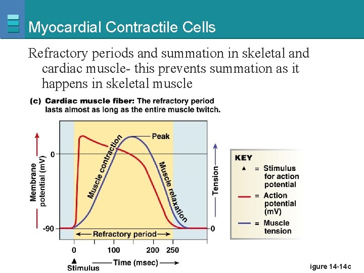 Myocardial Contractile Cells Refractory periods and summation in skeletal and cardiac muscle- this prevents