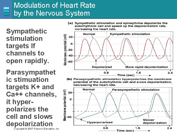 Modulation of Heart Rate by the Nervous System Sympathetic stimulation targets If channels to