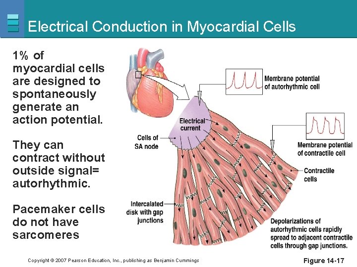 Electrical Conduction in Myocardial Cells 1% of myocardial cells are designed to spontaneously generate