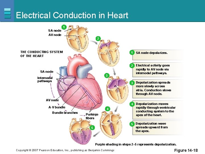 Electrical Conduction in Heart SA node AV node 1 1 2 THE CONDUCTING SYSTEM