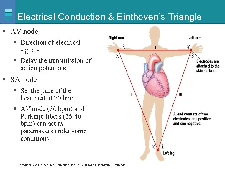 Electrical Conduction & Einthoven’s Triangle § AV node § Direction of electrical signals §