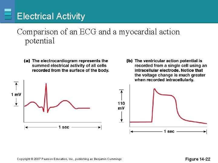 Electrical Activity Comparison of an ECG and a myocardial action potential Copyright © 2007