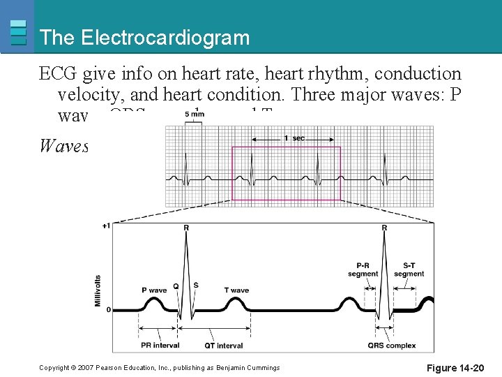 The Electrocardiogram ECG give info on heart rate, heart rhythm, conduction velocity, and heart