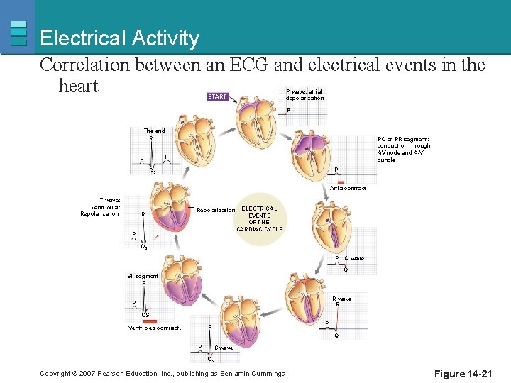 Electrical Activity Correlation between an ECG and electrical events in the heart P wave: