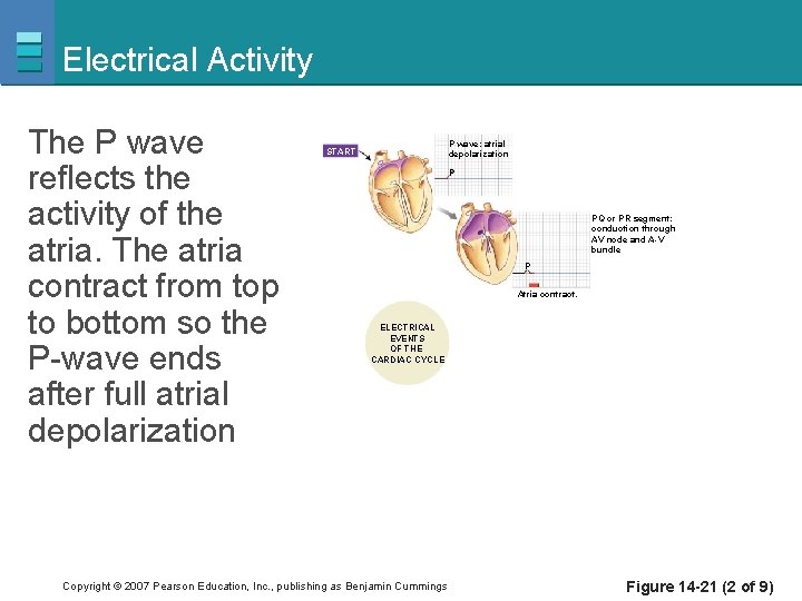 Electrical Activity The P wave reflects the activity of the atria. The atria contract