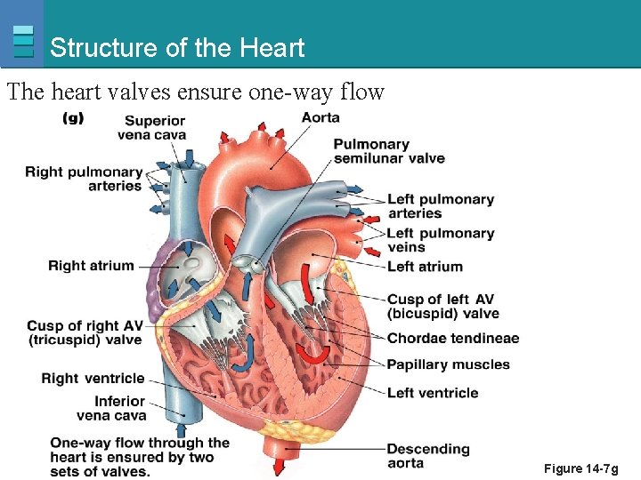 Structure of the Heart The heart valves ensure one-way flow Copyright © 2007 Pearson
