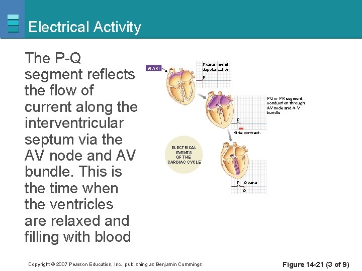 Electrical Activity The P-Q segment reflects the flow of current along the interventricular septum