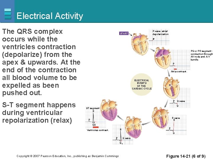 Electrical Activity The QRS complex occurs while the ventricles contraction (depolarize) from the apex