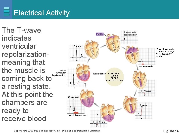 Electrical Activity The T-wave indicates ventricular repolarizationmeaning that the muscle is coming back to