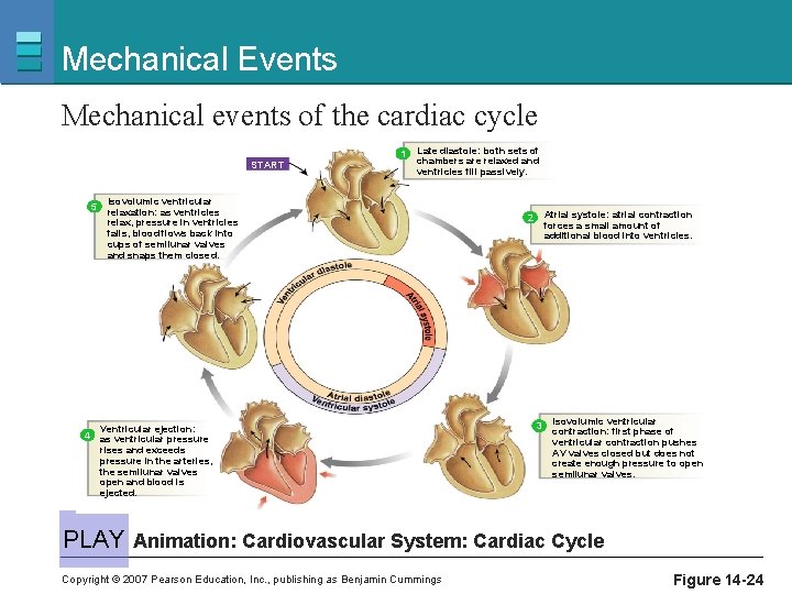Mechanical Events Mechanical events of the cardiac cycle 1 START 5 Late diastole: both