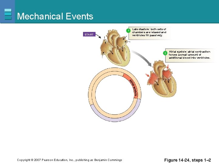 Mechanical Events 1 START Late diastole: both sets of chambers are relaxed and ventricles