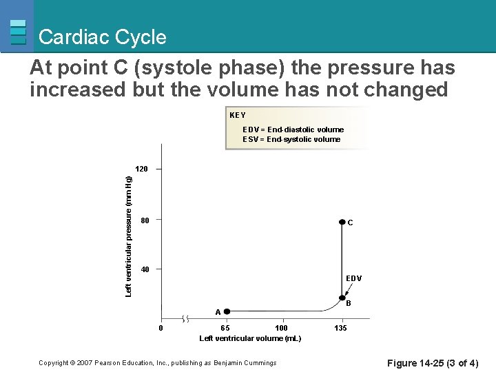 Cardiac Cycle At point C (systole phase) the pressure has increased but the volume