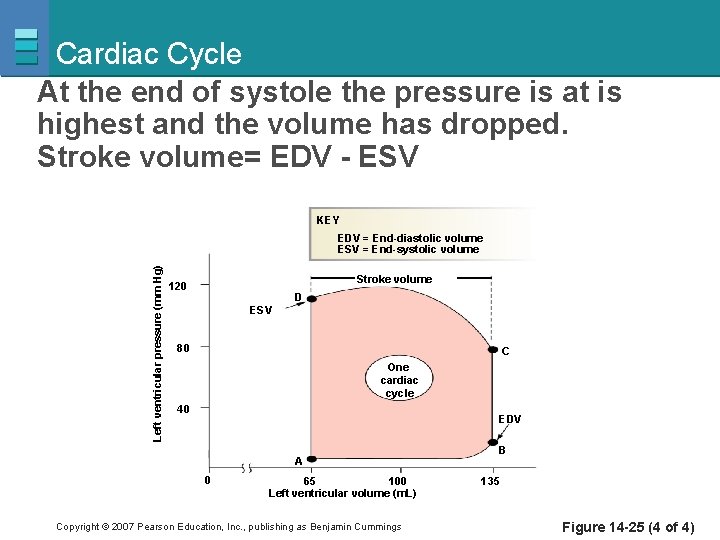 Cardiac Cycle At the end of systole the pressure is at is highest and