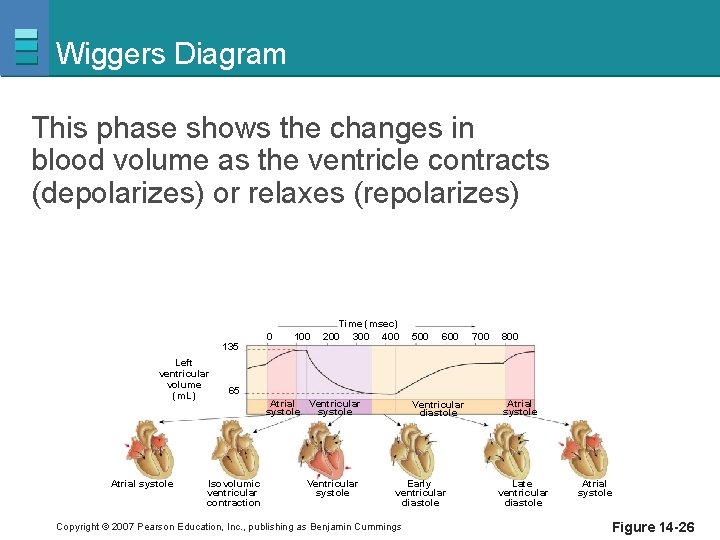 Wiggers Diagram This phase shows the changes in blood volume as the ventricle contracts
