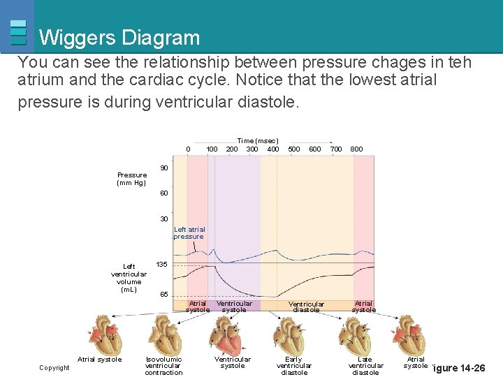 Wiggers Diagram You can see the relationship between pressure chages in teh atrium and