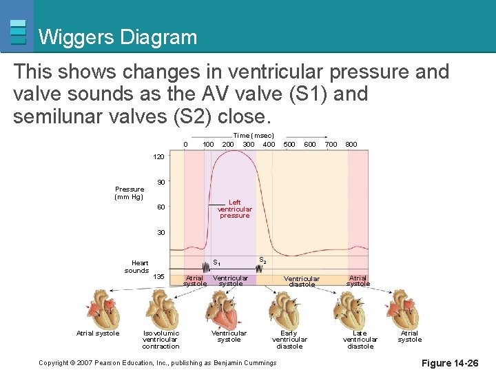 Wiggers Diagram This shows changes in ventricular pressure and valve sounds as the AV