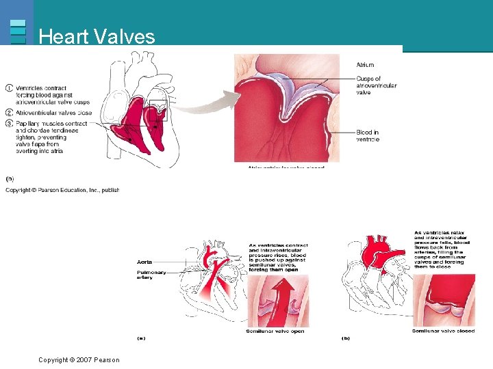 Heart Valves Copyright © 2007 Pearson Education, Inc. , publishing as Benjamin Cummings 