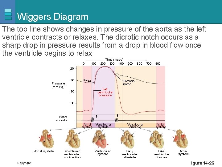 Wiggers Diagram The top line shows changes in pressure of the aorta as the