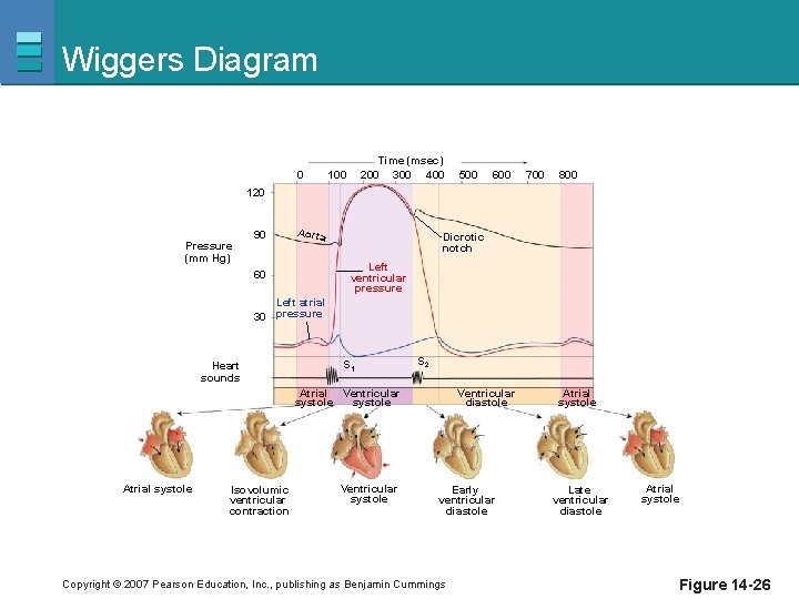 Wiggers Diagram 0 Time (msec) 200 300 400 100 500 600 700 800 120