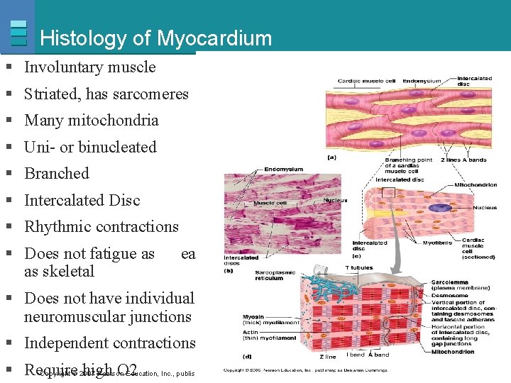 Histology of Myocardium § Involuntary muscle § Striated, has sarcomeres § Many mitochondria §