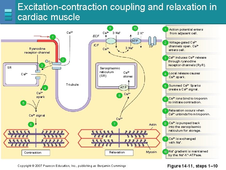 Excitation-contraction coupling and relaxation in cardiac muscle 9 Ca 2+ 1 ECF Ca 2+