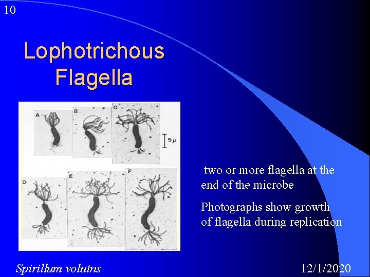 10 Lophotrichous Flagella two or more flagella at the end of the microbe Photographs