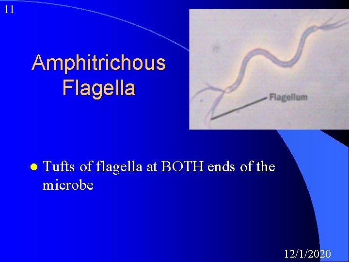 11 Amphitrichous Flagella l Tufts of flagella at BOTH ends of the microbe 12/1/2020