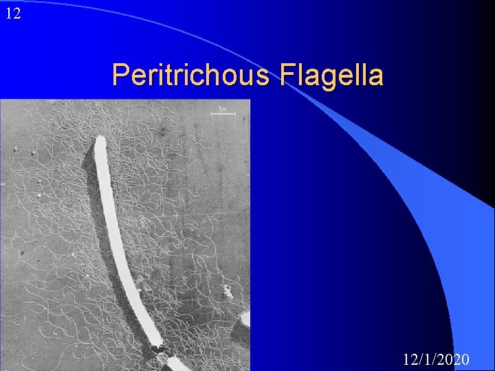 12 Peritrichous Flagella 12/1/2020 