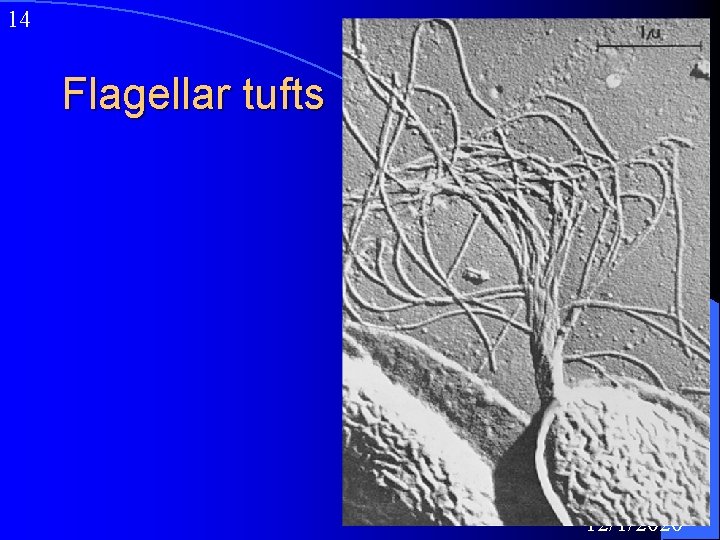 14 Flagellar tufts 12/1/2020 