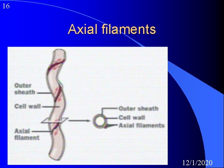 16 Axial filaments 12/1/2020 