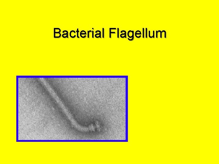 17 Bacterial Flagellum 12/1/2020 