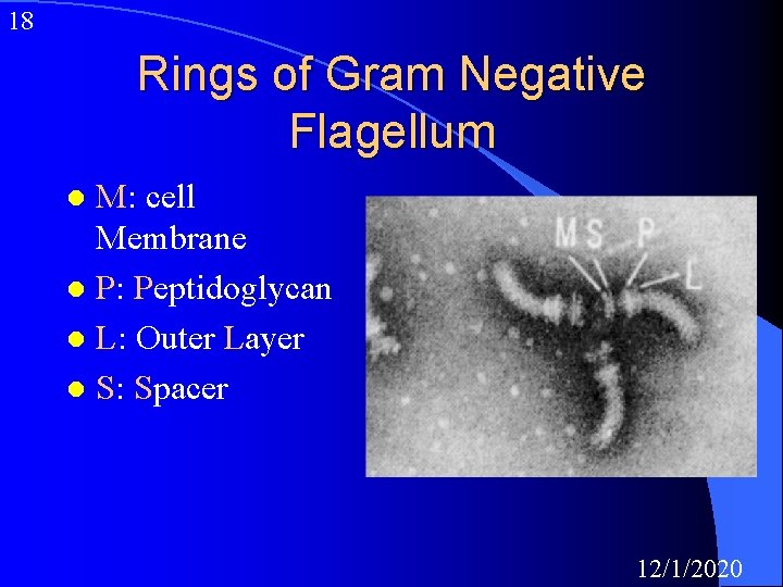 18 Rings of Gram Negative Flagellum M: cell Membrane l P: Peptidoglycan l L: