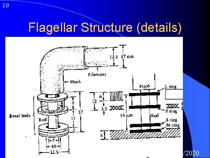 19 Flagellar Structure (details) 12/1/2020 