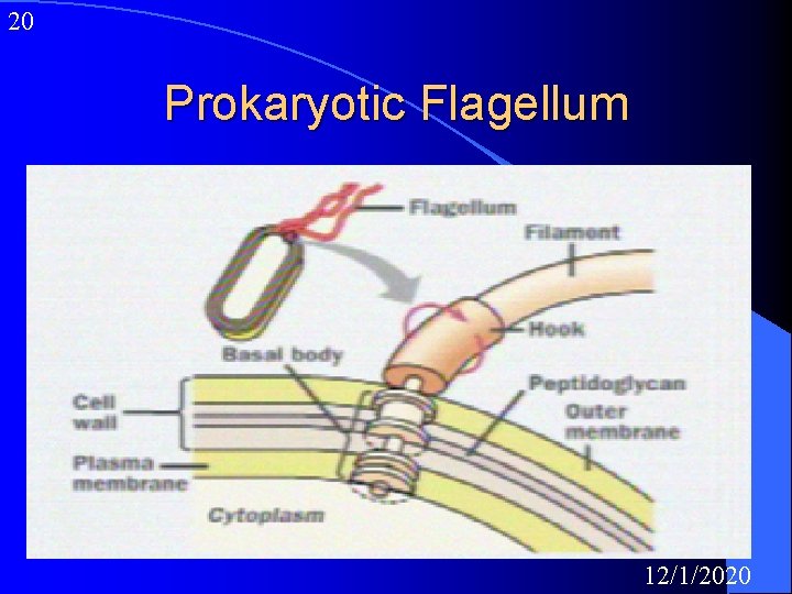 20 Prokaryotic Flagellum 12/1/2020 
