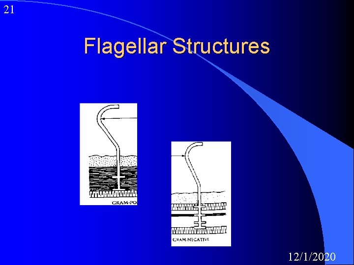 21 Flagellar Structures 12/1/2020 
