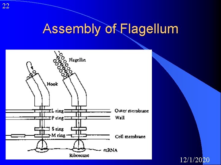 22 Assembly of Flagellum 12/1/2020 