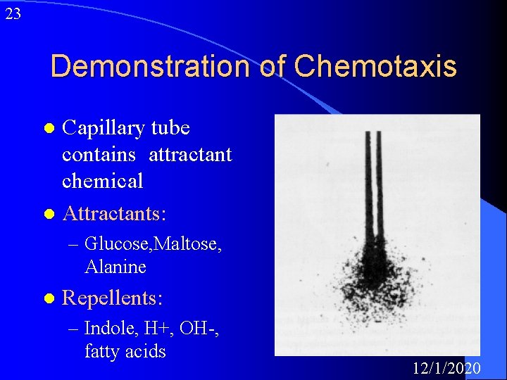 23 Demonstration of Chemotaxis Capillary tube contains attractant chemical l Attractants: l – Glucose,