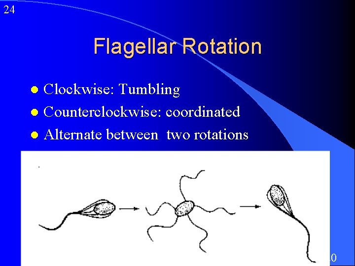 24 Flagellar Rotation Clockwise: Tumbling l Counterclockwise: coordinated l Alternate between two rotations l