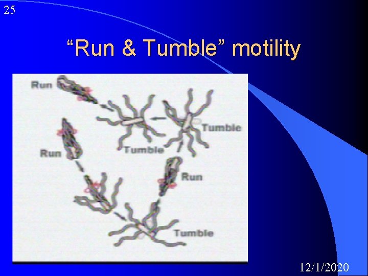 25 “Run & Tumble” motility 12/1/2020 