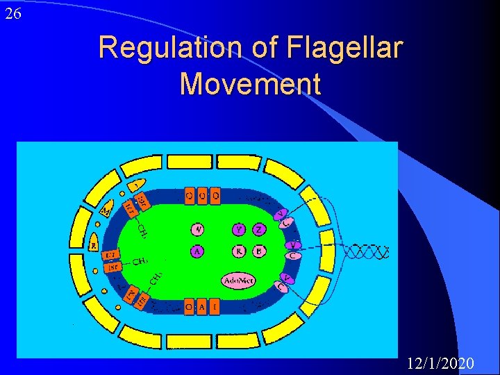 26 Regulation of Flagellar Movement 12/1/2020 